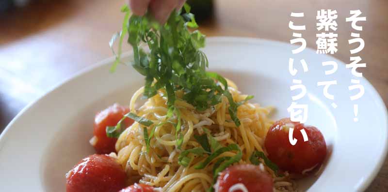 「プチトマトとしらすで紫蘇の香り増し増しのパスタ」